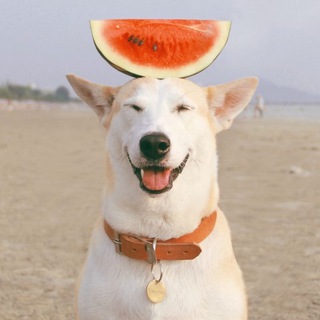 Telegram group profile photo for Самуи & Питомцы / Samui & Pets