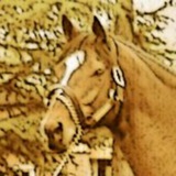 Telegram profile photo for Golden Horse's notebook