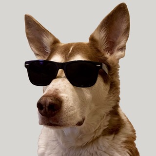 Telegram profile photo for ITDog Chat