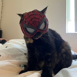 Telegram profile photo for Spidey boy🕸️