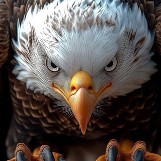 Telegram profile photo for The Nobles calls