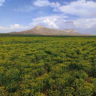 Telegram profile photo for کانال رسمی قزلجه حاجیلو