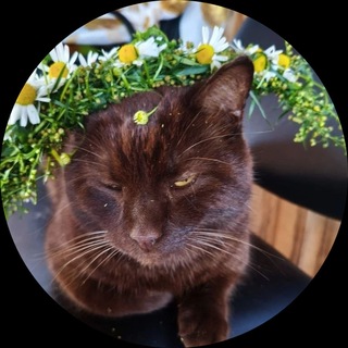 Telegram profile photo for theopex58