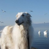 Telegram profile photo for Уголок Винечки!
