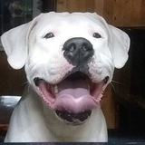 Telegram profile photo for Собаки щенки кошки Истра и рядом