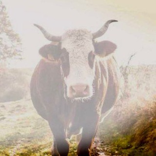 Telegram profile photo for Агро КормБаза