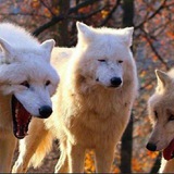 Telegram profile photo for Лес волка
