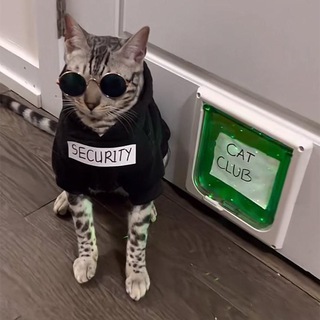 Telegram profile photo for SecurityCat Portal