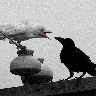 Telegram profile photo for Crow