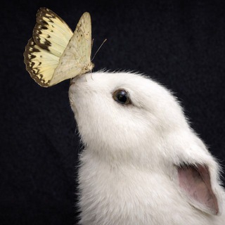 Telegram profile photo for интроверточка