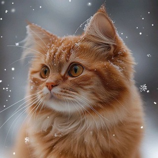 Telegram profile photo for пиар каналов