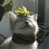 Telegram profile photo for Storex