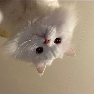Telegram profile photo for rndm pst.