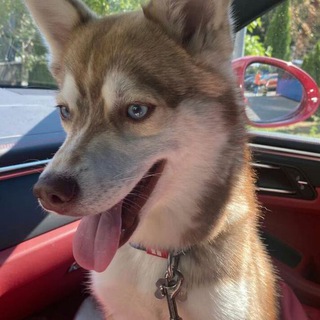 Telegram profile photo for Потеряшки в Мытищах — ЧестерАлерт