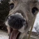 Telegram profile photo for damn insomnia