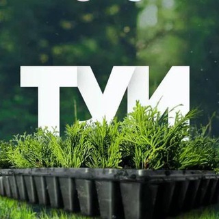 Telegram profile photo for VETKI.BIZ (ВеткиБиз) Туя оптом от производителя