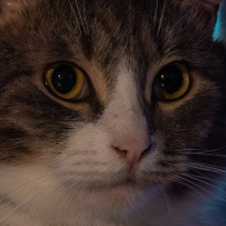 Telegram profile photo for у серулика всё стабильно