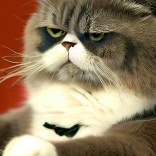 Telegram profile photo for Jit's Trading Journal