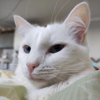 Telegram profile photo for Обнимания с белым котом
