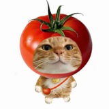 Telegram profile photo for 小番茄账号【高质量首选】