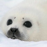Telegram profile photo for Инфо halluy
