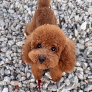 Telegram profile photo for 🐩Будни хвостатых🐾