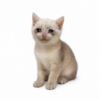 Telegram profile photo for Cash Kitten