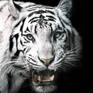 Telegram profile photo for 222222222