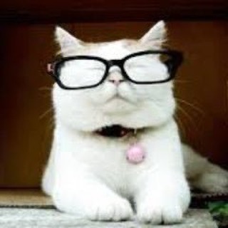 Telegram profile photo for Catturd