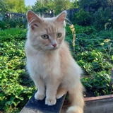 Telegram profile photo for Жизнь моей кошки сени🐱❤️✨