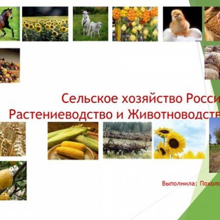 Telegram profile photo for СЕЛЬСКОЕ ХОЗЯЙСТВО РОССИИ