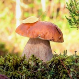 Telegram profile photo for Грибники Санкт-Петербурга / Питер / Спб / Лен. Область