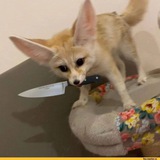 Telegram profile photo for инфа лиса🦊🫣