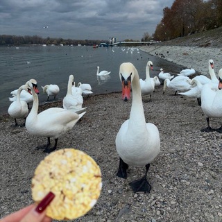 Telegram profile photo for реклама