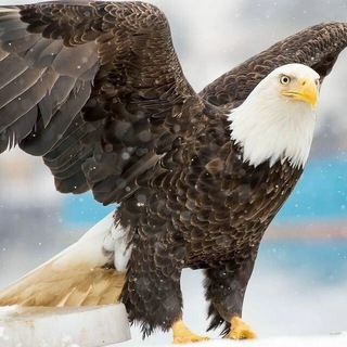Telegram profile photo for Ду́стим Андижон