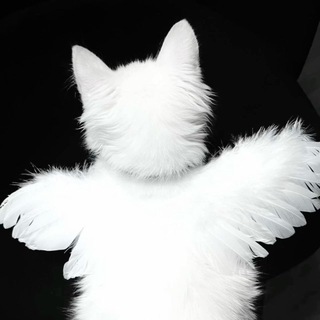 Telegram profile photo for отзывы cmertnogo