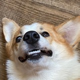 Telegram profile photo for Тимлид Зоопарка 🦊