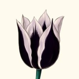 Telegram profile photo for Tulipomania Alert🚨
