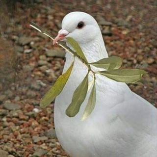 Telegram profile photo for کودکان امروز،بزرگان فردا