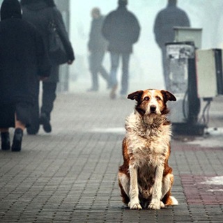 Telegram group profile photo for SokolAnimals