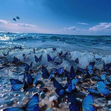 Telegram profile photo for 𝐕𝐚𝐧𝐞𝐬𝐬𝐚🦋