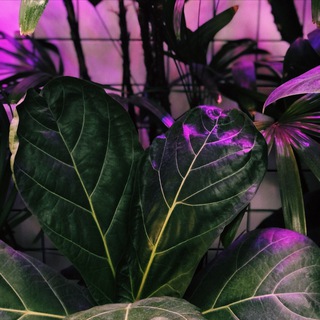 Telegram profile photo for Plants_are_friends🥦