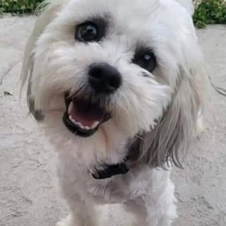 Telegram profile photo for $TEDDY Portal