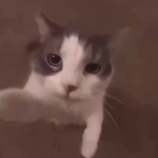 Telegram profile photo for satire