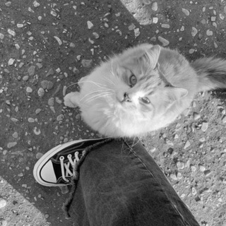 Telegram profile photo for إيلان.