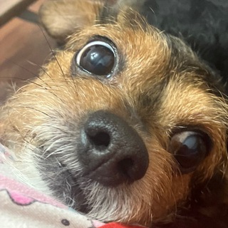 Telegram profile photo for Будни Софки