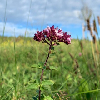 Telegram profile photo for Wildkräuter und Heilpflanzen 🌱 Kräuter, Natur, Ernährung, Naturkosmetik und Garten