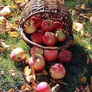Telegram profile photo for Корзина яблочек 🍎