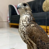 Telegram profile photo for قصائد بدويه