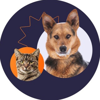 Telegram profile photo for Приют в Печатниках | Москва